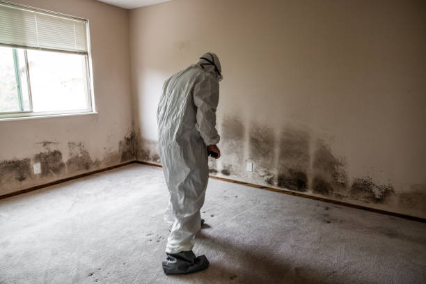 Best Mold Odor Removal Services  in Braidwood, IL